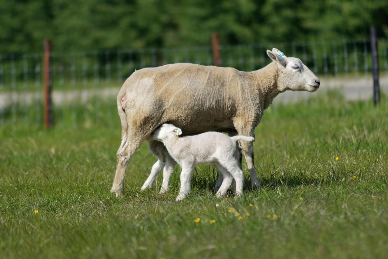 Hof Welzinge * Ritthem